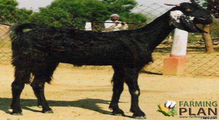 Kutchi Goat: Dual Purpose Indian Goat