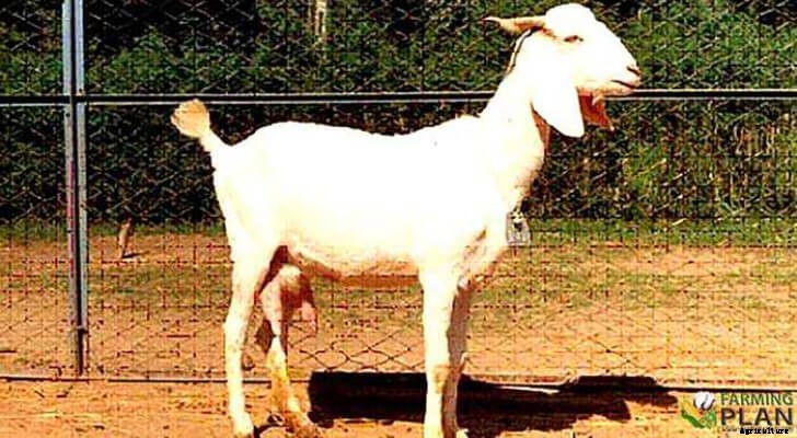 Surti Goat – Discovery of Goat Lifestyle