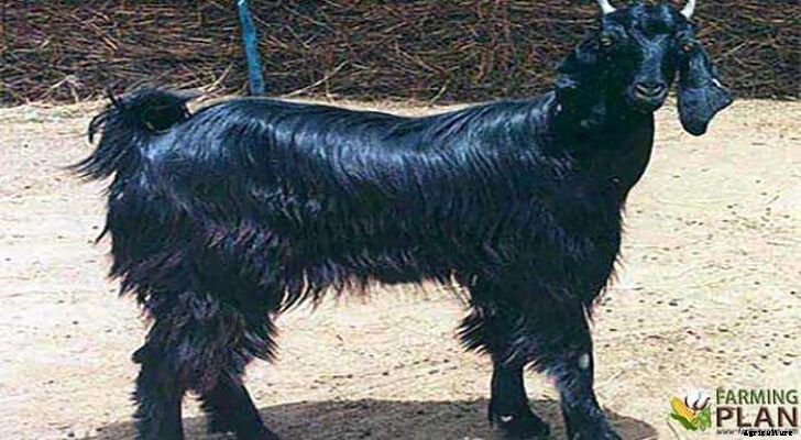 Marwari Goat: An Indian Goat Breed