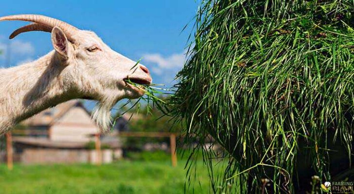Natural Way to Feed Goats: A Variety of Plants and Grasses in a Pasture