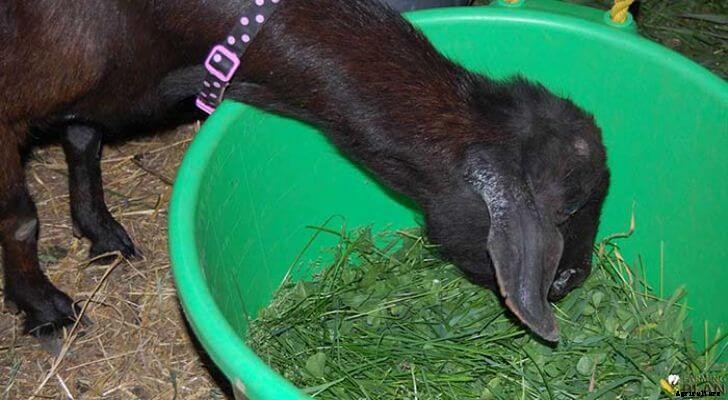 Best Grass for Goats: Goat Foraging Preferences