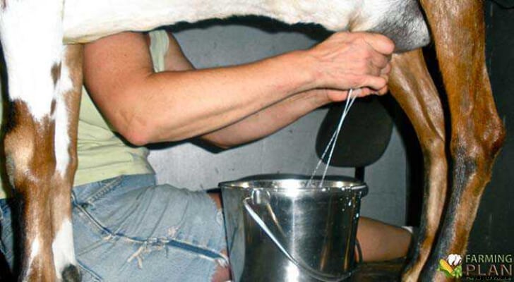Benefits of Goat Milk: Goat Farming