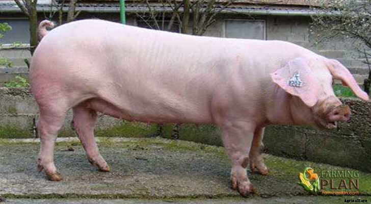 French Landrace Pig: The Origin and Breed of Landrace Pig