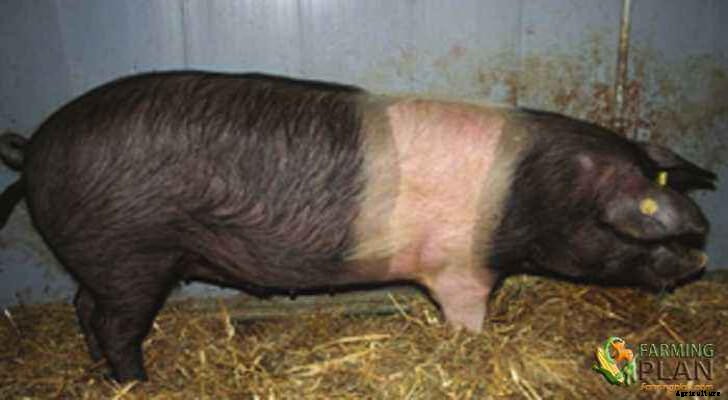 Krskopolje Pig: A Breed Intended for High-Quality Meat