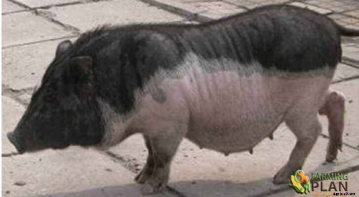Wuzhishan Pig: The Origin of Wuzhishan Pig