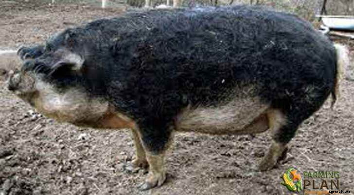 Swallow-bellied Mangalitsa Pig: Race from Serbia