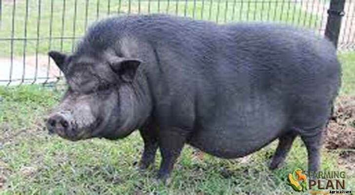 Vietnamese Potbelly Pig: A Race from Vietnam