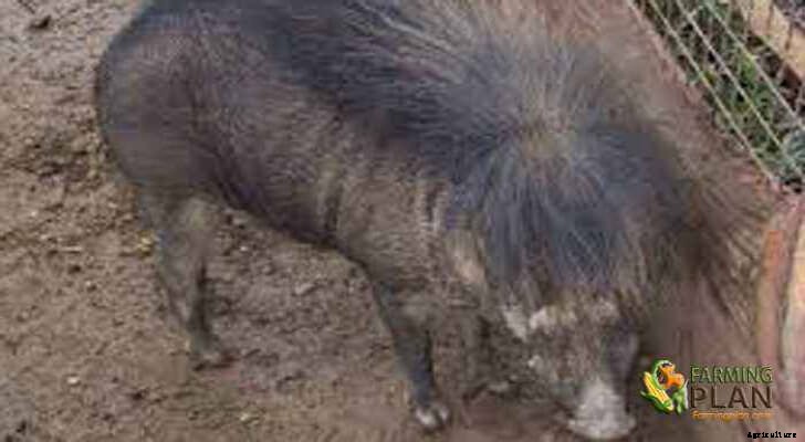 The Tibetan Pig: Food and Characteristics of Tibetan Pig