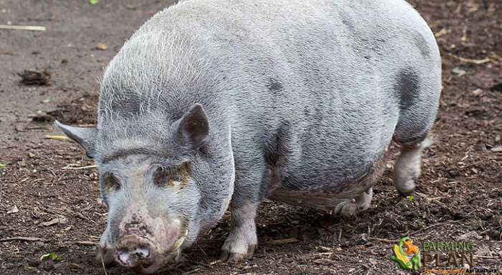 Turopolje Pig: Breed and Characteristics of Turopolje Pig