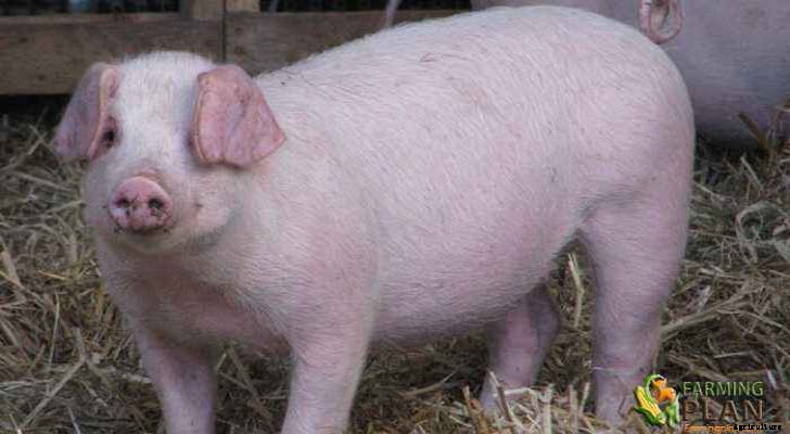 The Welsh Pig: The Largest Breed of Britain