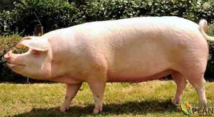 Swedish Landrace Pig: The Main Breed of Pigs in Sweden