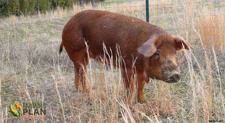 Red Wattle Hog: A Breed of Domestic Pork Coming to America
