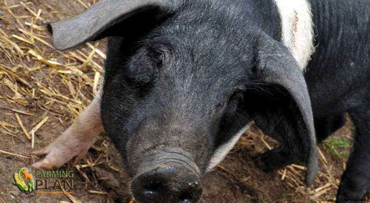 British Saddleback Pig: A Breed of Old English Bacon Pigs