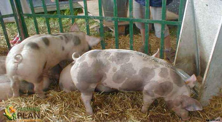 The Pietrain Pig: A Fast Mutating Breed