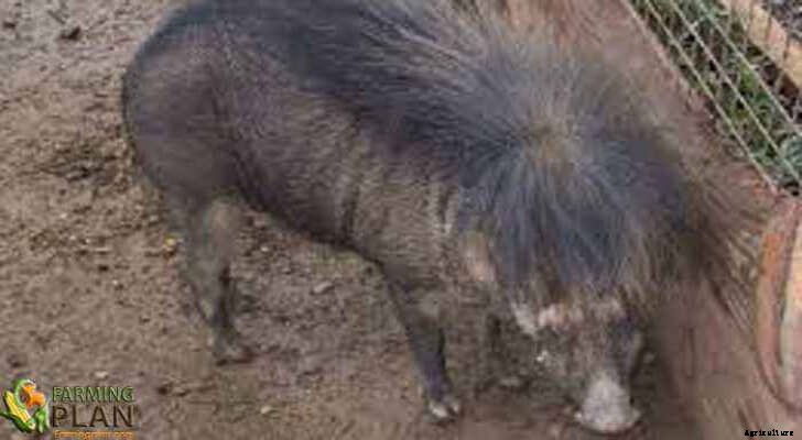 Philippine Native Pig: Extinct and Historical Agricultural Breed