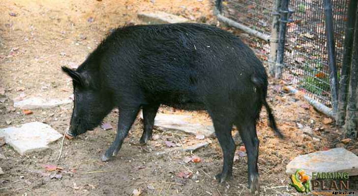 Ossabaw Island Pig: A Feral Pig Breed from Georgia