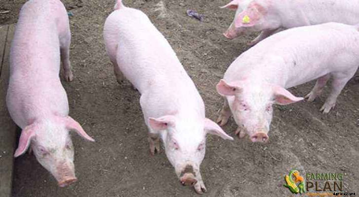 Norwegian Landrace Pig:  The Most Recognized Norwegian Breed