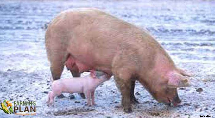 Ningxiang Pig: A Treasure in the Land of Agricultural Animals