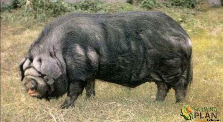 The Neijiang Pig: Amazing Breed with Low Temperatures