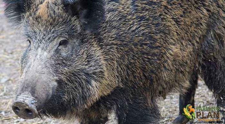 Mukota Pig: A Breed of Indigenous, Domestic Pigs