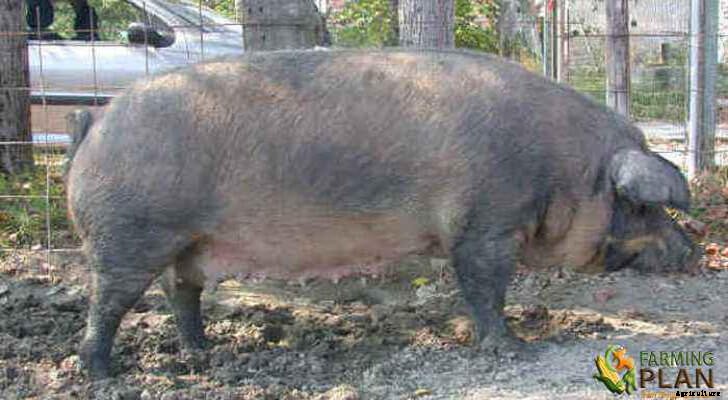 Mora Romagnola Pig: A Breed of Pig from Emilia-Romagna