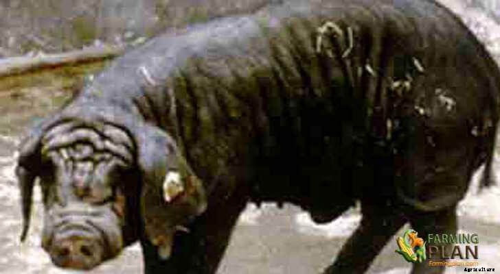 Fengjing Pig: The Most Beloved of Shanghai Domestic Swine