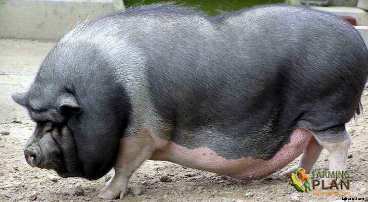 Mong Cai Pig: The History of Mong Cai Pigs