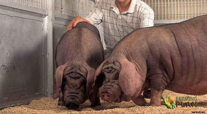 Minzhu Pig: Bringing a New Breed to the United States