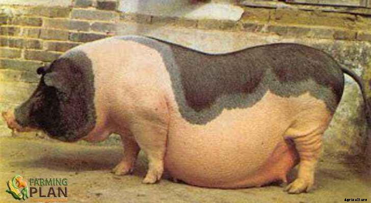 Jinhua Pig: China’s Ancients Breed of Pork!