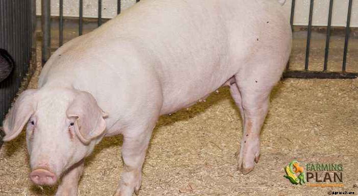 Lacombe Pig: Pig From Canada’s Dairyland
