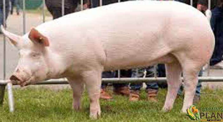 Large White Pig: Usage of Large White Pig
