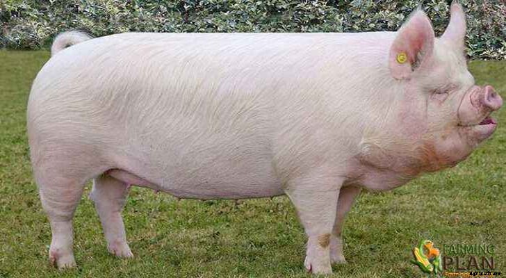 Middle White Pig: A Race from Yorkshire
