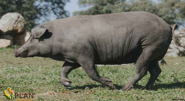Iberian Pig: The Origin of Iberian Pig