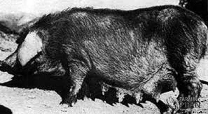 Kele Pig: A Race with Chinese Origins