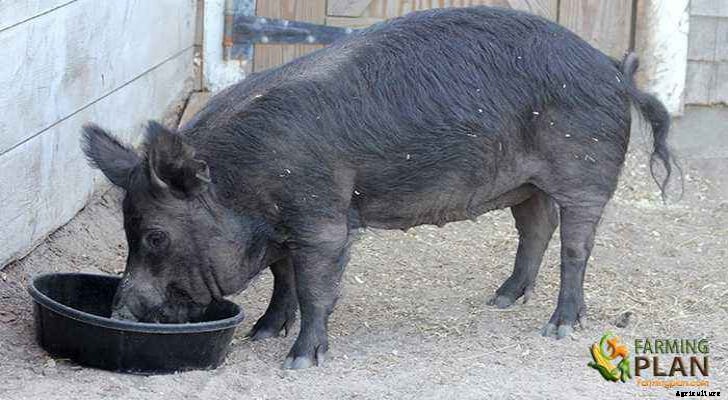 Guinea Hog Pig: Full life of Guinea Hog pig