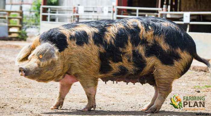 Gloucestershire Old Spots Pig: Origin Stories