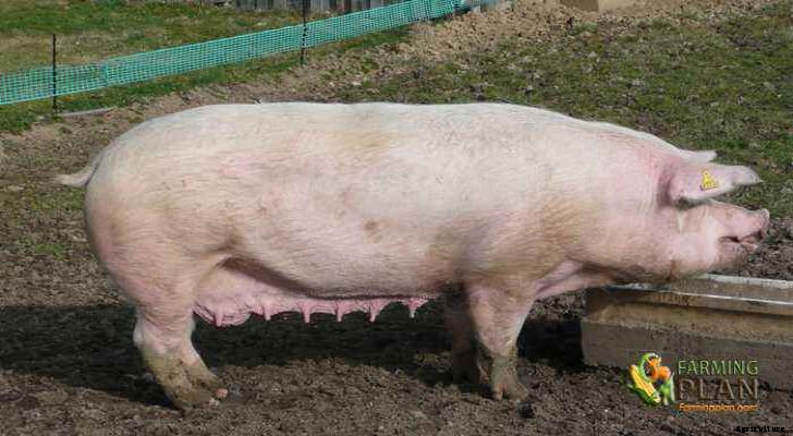 Dutch Landrace Pig: A Regional Breed