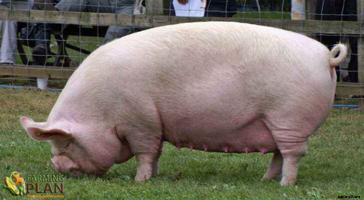 Czech Improved White Pig: Healthy Pig Breeds