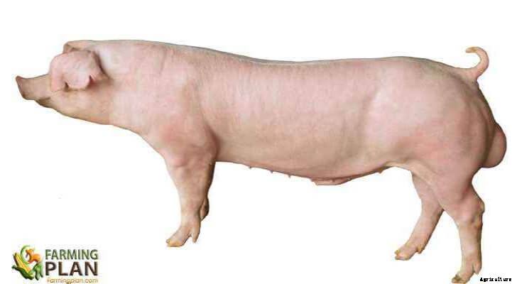 Finnish Landrace Pig: Origins and Production