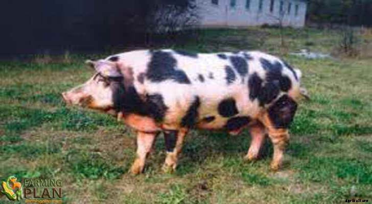 Lithuanian Native Pig: Truly Historical Breed