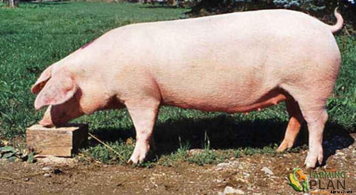 German Landrace Pig: A Pig for Every Occasion