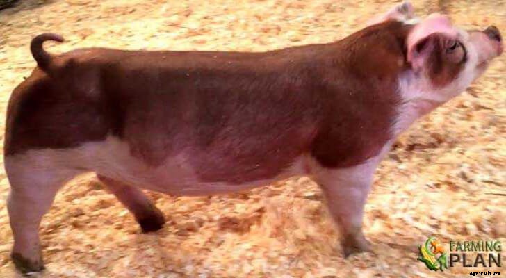 Hereford Pig: Hereford Breed Guidelines