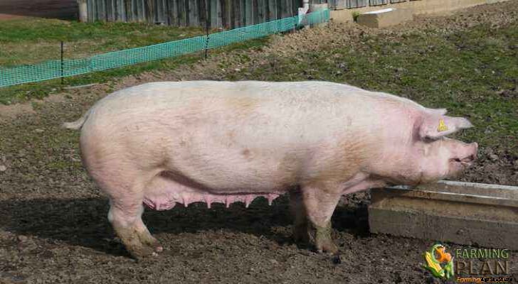 Danish Landrace Pig: A Tale of a Pig