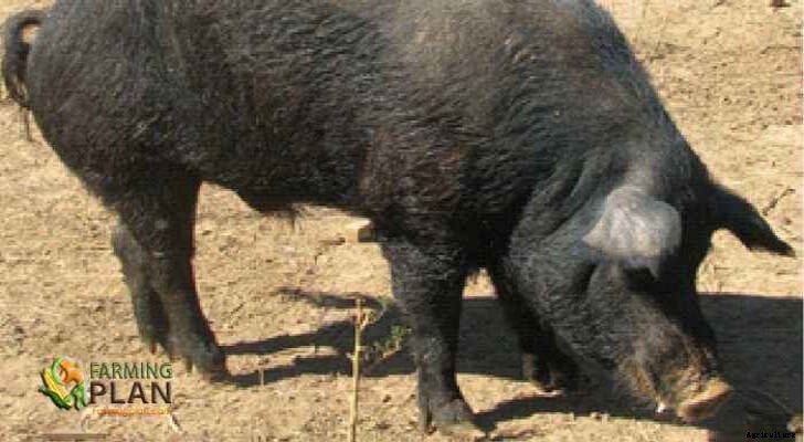 Mulefoot Pig: The Hog Who Walks on His Toes