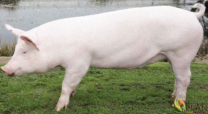 American Yorkshire Pig: Pig Breeds in America