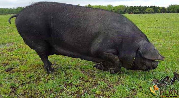 Large Black Pig: Different Breeds of Swine