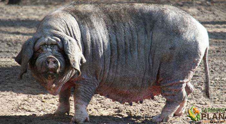 Meishan Pig: A Chinese Pork Patriarch