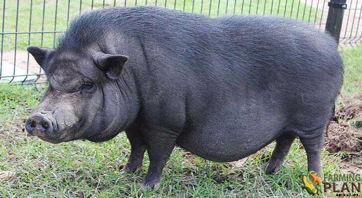 Pot-bellied Pig: Perfectly Precious Pigs