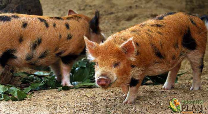 Kunekune Pig: A New Zealand Pig Breed