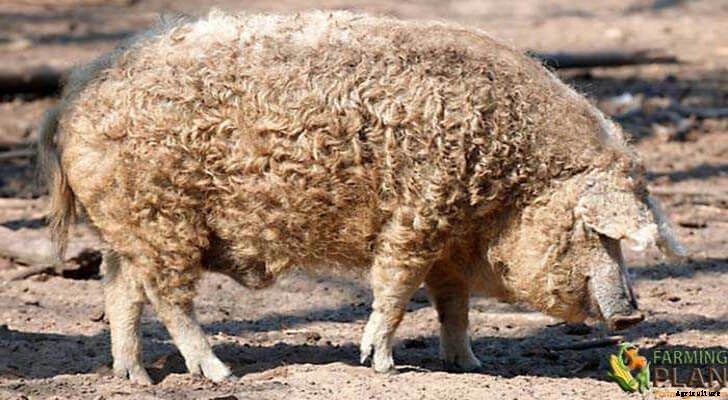 Mangalitsa Pig: A Hungarian Breed of Pig